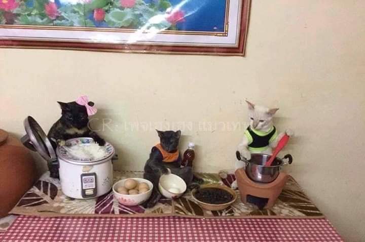 zuleyka89's tweet photo. Lepas tu nak masak tengahari sekali dinner. Malas nak masak 2 kali kan. Terus masak banyak². Anak² dan laki nak makan 😁

#aktivitimakhujungminggu https://t.co/C445shZJVL