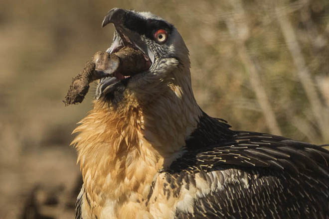 They eat bones. They get almost all of their calories from BONES.That thing which EVERYTHING ELSE WILL LEAVE BEHIND.Is their JAM.God, talk about a survivor! Talk about a niche!IF YOU DIE ON EARTH THERE IS A NONZERO CHANCE THAT THESE FABULOUS DINOSAURS WILL EAT YOUR BONES.