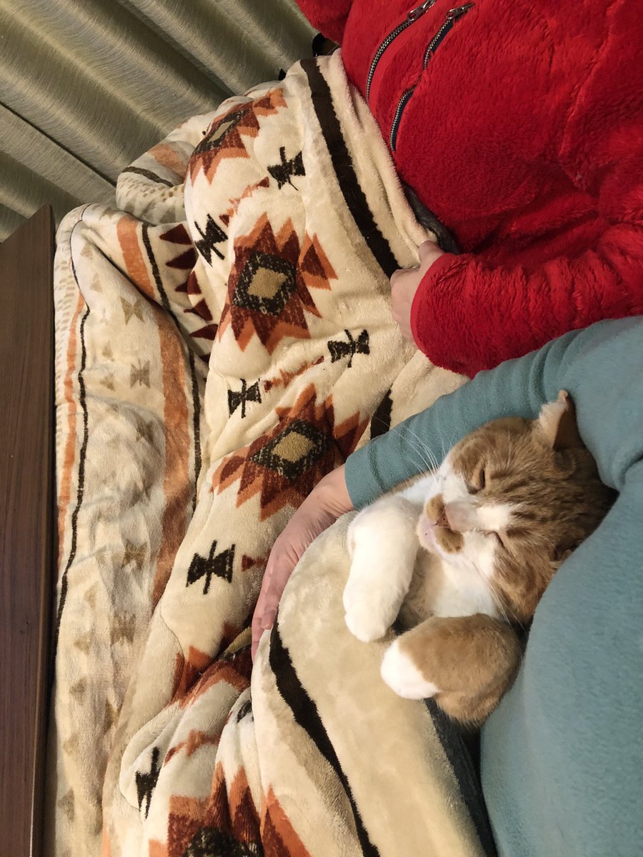 とある猫さんのこたつのあたり方がおっさんと化している こたつ道の家元 こたつは兵器 Togetter