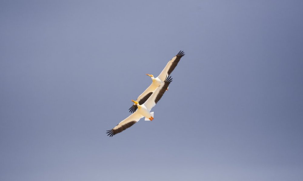 TruPathSearch's tweet image. TruPath “kills two birds with one stone” (metaphorically, of course!) by filling two roles with one search.

trupathsearch.com/trupath-places…