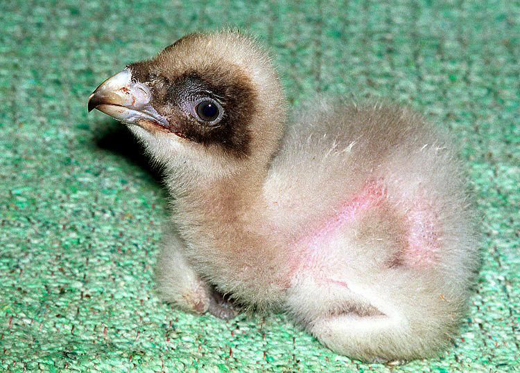 They start off as these tiny, awkward little q-tips, then they go through a goth phase with black feathers and The Cure albums, and then they get HUGE. And HOMGRY.AND FABULOUS.God what a glow-up.