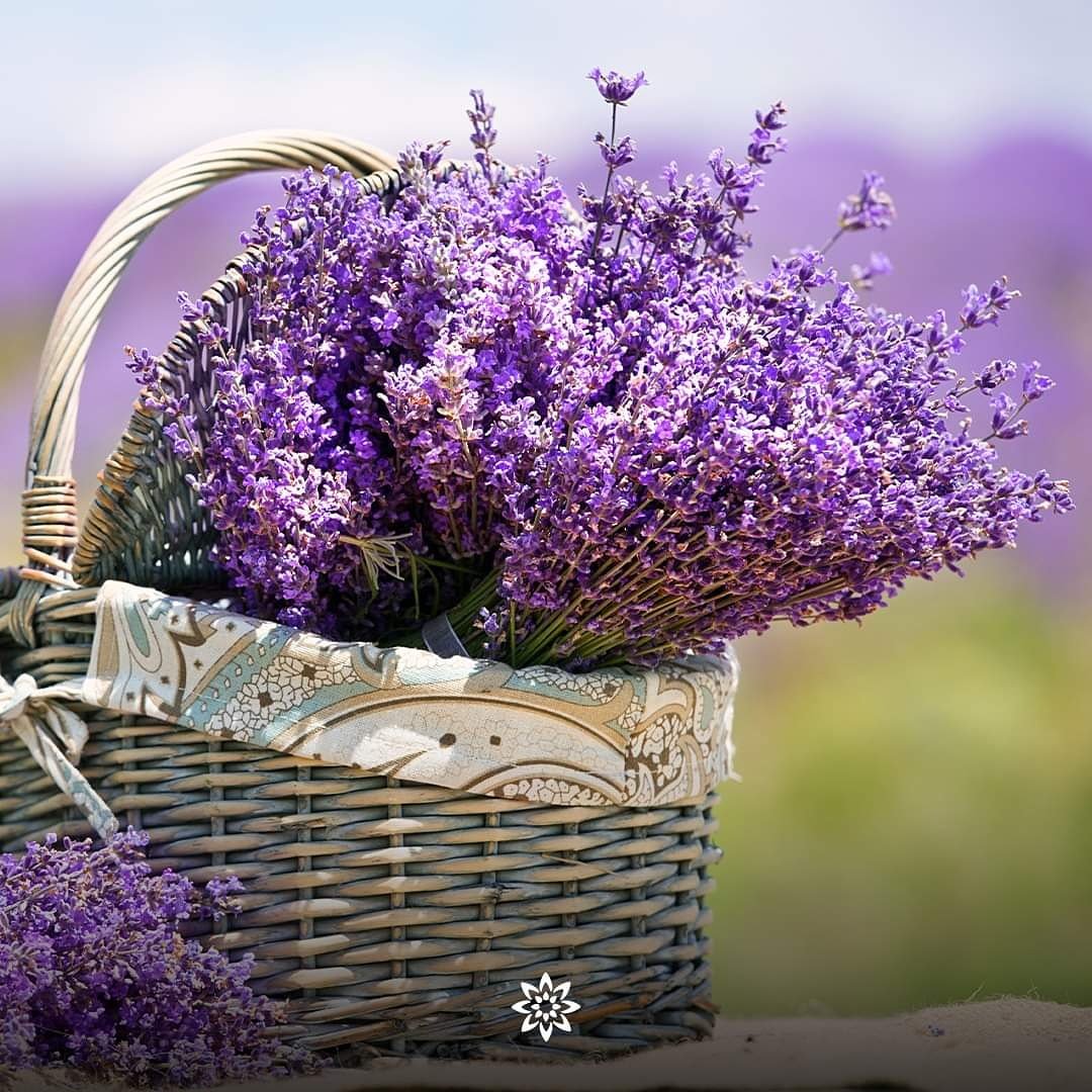 #Lavender is believed to have antiseptic and anti-inflammatory properties, both of which are essential to maintain #skinhealth and ensure its everlasting glow. #naturalingredient