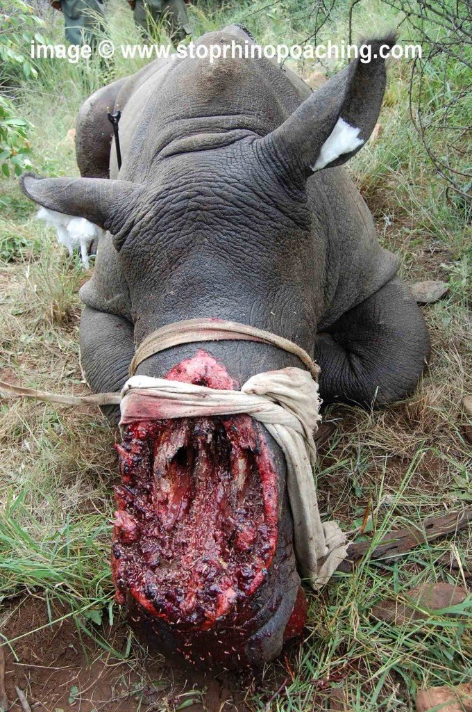 ⚠️Graphic truth, don't watch⚠️
#Kill4Fun Unfortunately, help 
came too late for this #Rhino. 

Money goes beyond animals, they 
are abused, killed, used for useless 
medicines, and for the taste on
your plate

----
#UnKn0wn
#AnimalRights
#GoVegan
#BanTrophyHunting