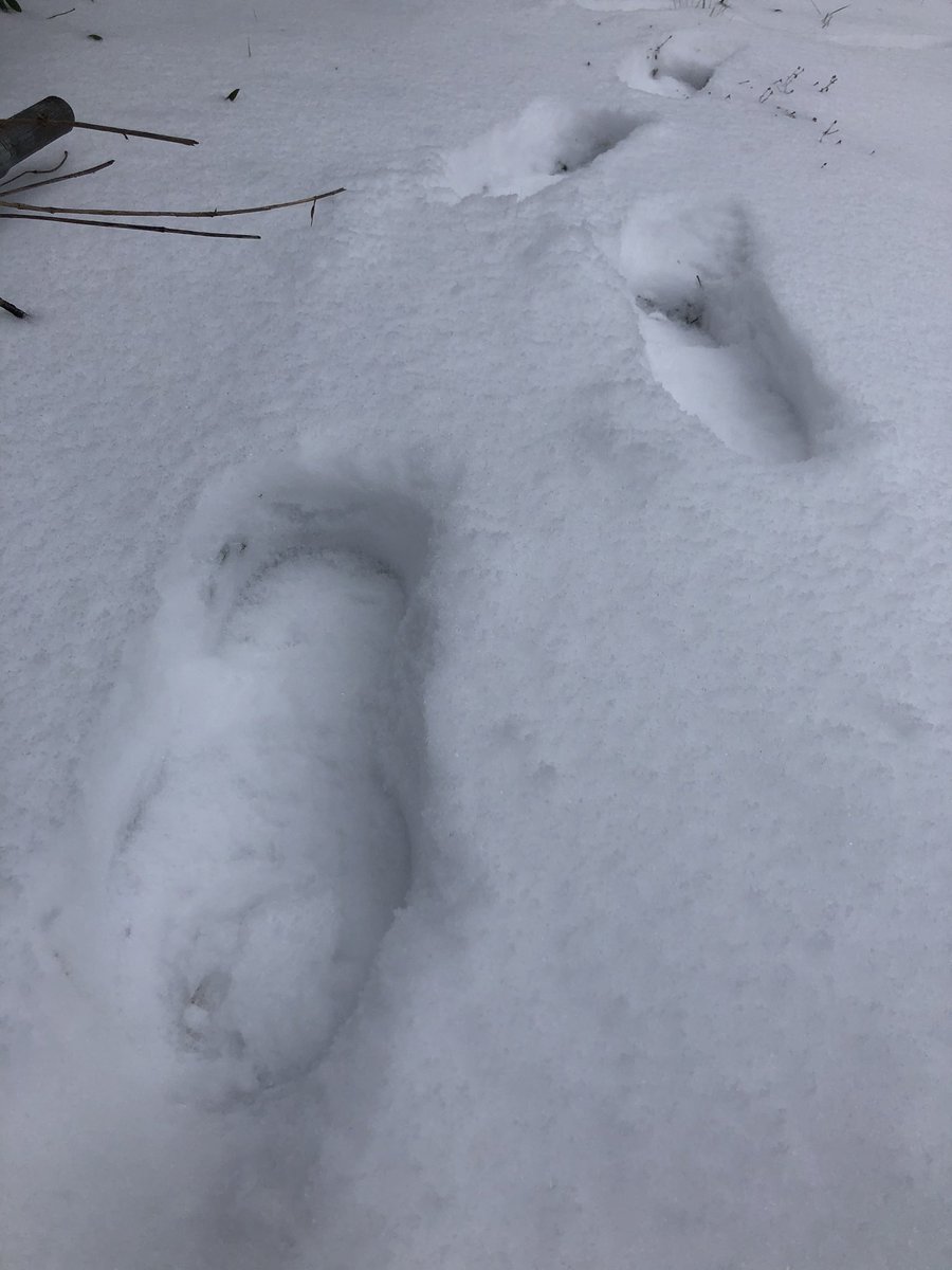 D0uglasK's tweet photo. Snow in Krum @wfaa https://t.co/vjOYmfpFPg