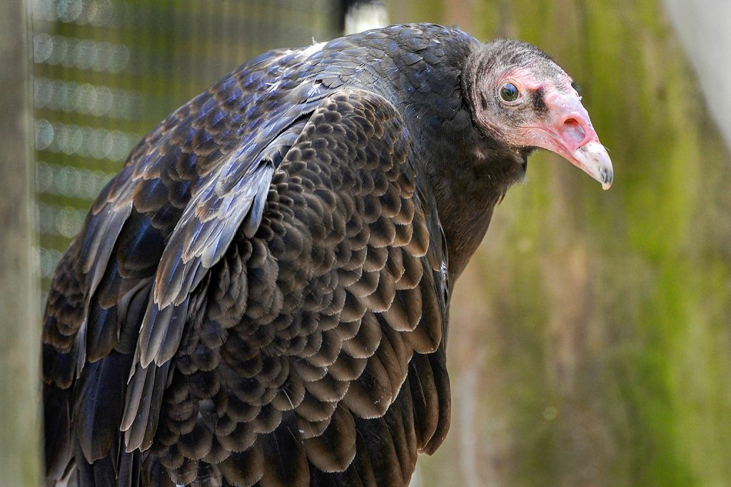 The vultures I grew up with instead, were this fabulous fucks.Cathartes aura. The Turkey Vulture, or Buzzard.(Suck it, Europe)