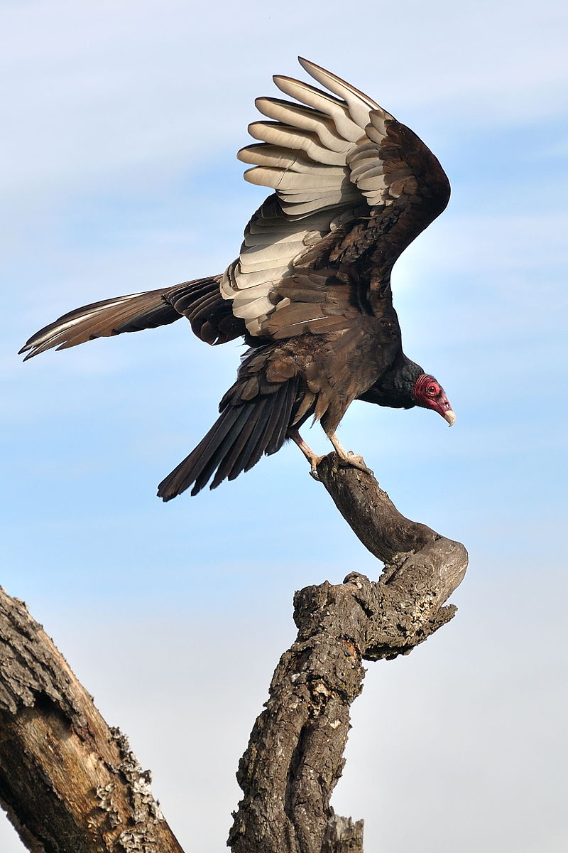 The vultures I grew up with instead, were this fabulous fucks.Cathartes aura. The Turkey Vulture, or Buzzard.(Suck it, Europe)