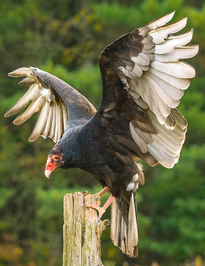 They range all over North and South America, with the exception of the coldest parts of Canada.They don't have a syrnix (the organ that birds use to vocalize), so all they do is hiss (when threatened, or fighting) or grunt (when hungry babies, or when courting).LOOK AT THEM.