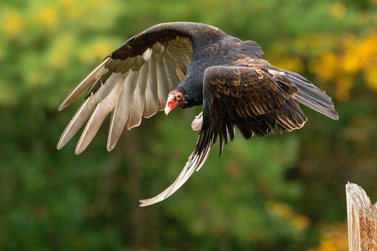 They range all over North and South America, with the exception of the coldest parts of Canada.They don't have a syrnix (the organ that birds use to vocalize), so all they do is hiss (when threatened, or fighting) or grunt (when hungry babies, or when courting).LOOK AT THEM.