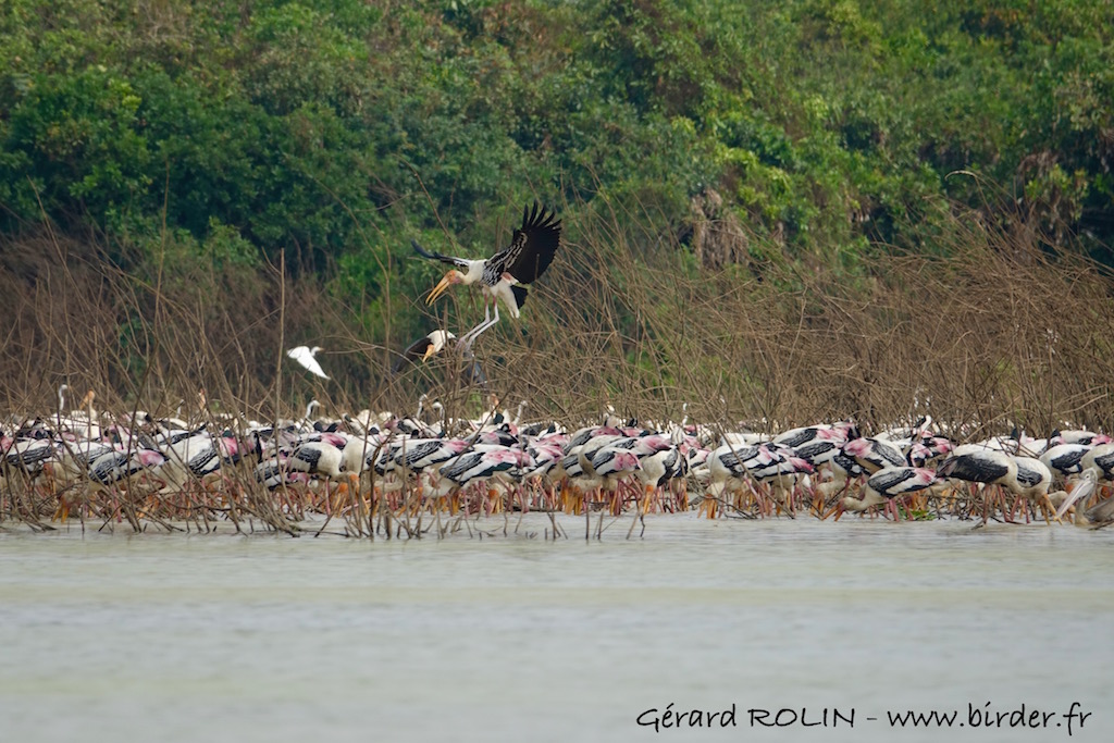Birder52220's tweet photo. New! Escursia-Birder Birdwatching trip to Cambodia in February: Giant Ibis, White-shouldered Ibis, 3 species of critically endangered Vultures, Bengal Florican, Sarus Crane, Mekong Wagtail and much more...#birds #birdwatching #trips #cambodia #nature #NaturePhotography https://t.co/16Ng8PgGZz