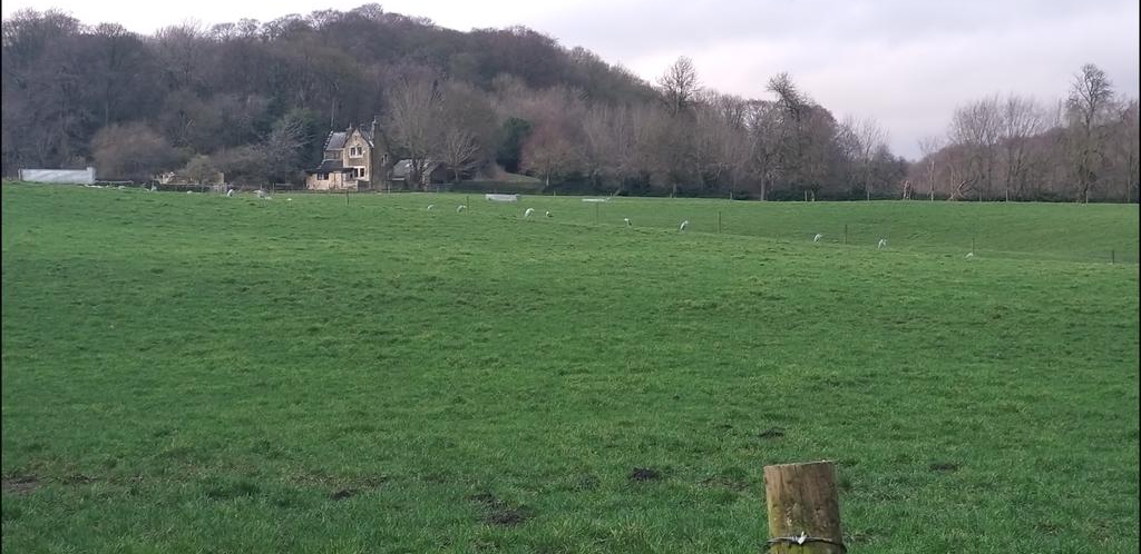 dianneljackson's tweet photo. Apologies for the poor pic it's a phone camera 🙂
c16 Grey Heron were roosting together on a field, next to the Aire (near BARC).  I have never seen this before. Can anyone shed any light on when they do this?  
@RSPBAireValley @Natures_Voice @aireriverstrust @theriverstrust https://t.co/SkxzoQTIeO