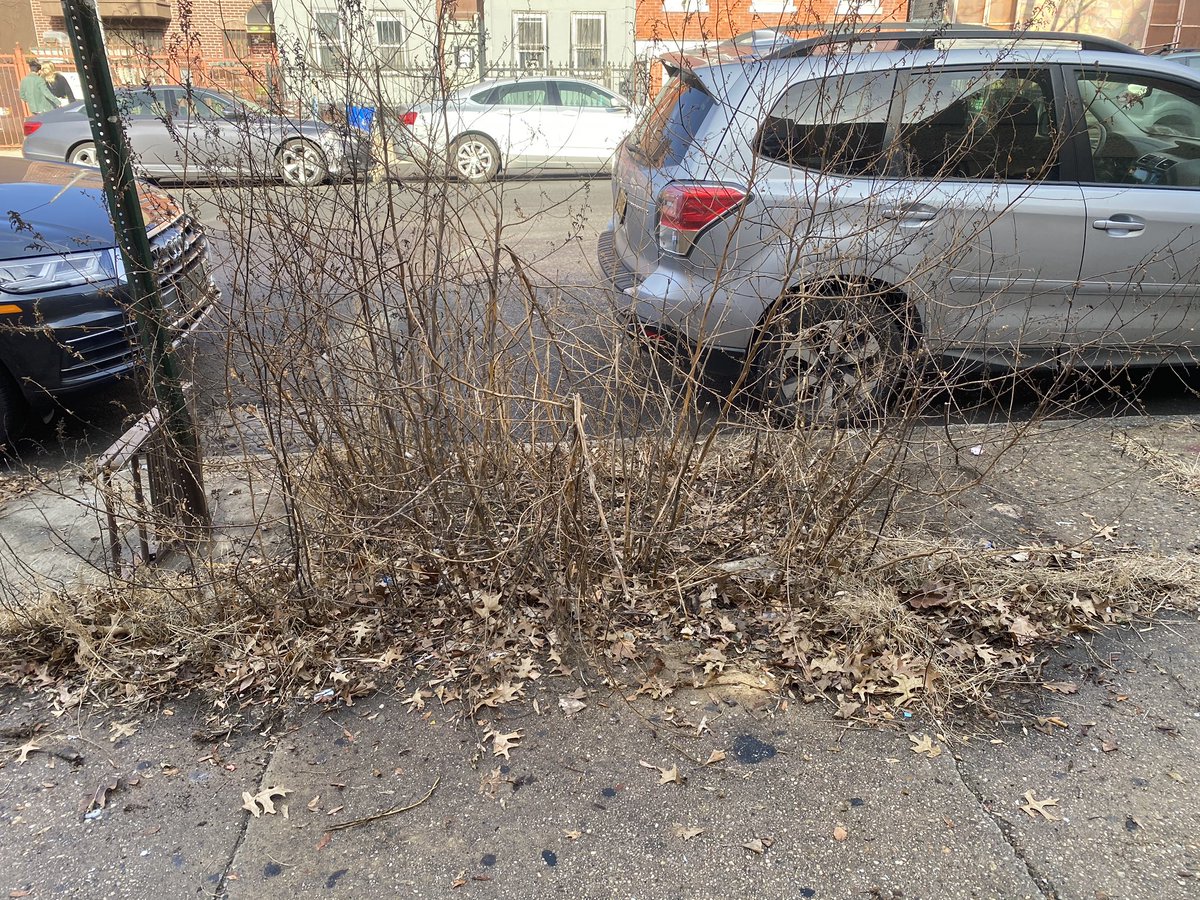 hilzdup's tweet photo. Just picked up three bags of trash &amp; recycling from this spot on my block. Took about 20 min. #doyourpart #nyctrash #littering https://t.co/DmPxbp4lGD