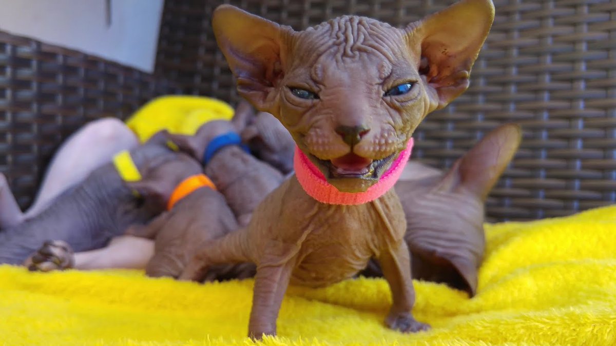 MeowMoeDotCom's tweet photo. #Sphynx Kittens video story, from ...
#Cats #Cat #Kittens #Kitten #Kitty #Pets #Pet #Meow #Moe #CuteCats #CuteCat #CuteKittens #CuteKitten #MeowMoe
#BeautifulAnimals #BeautifulCat #BestAnimalsMoments #BestCatsVideo #CuteAnimals
https://t.co/5OkfOsevYH
. https://t.co/CFfrdaiSnw