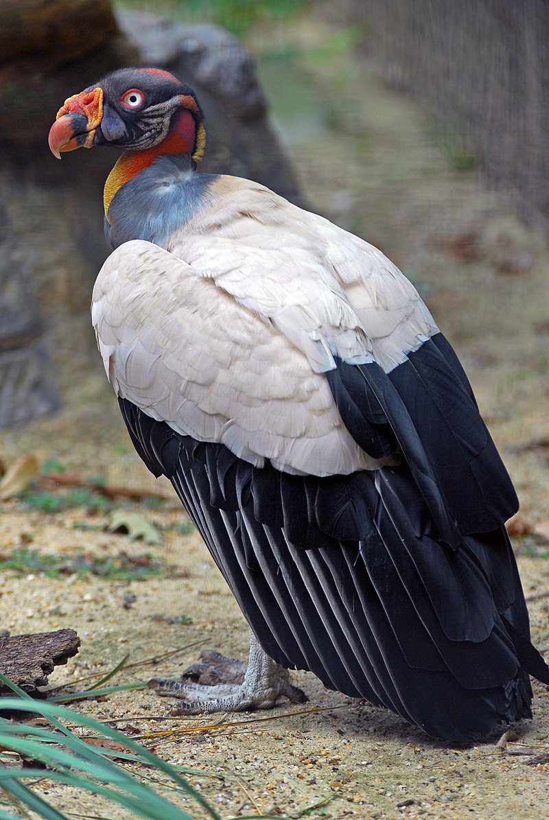 Turkey vultures, you see, don't have a big chompy beak, or strong taloned feet. They're just plain folks, y'know?King Vultures and Condors, however, do!(Don't worry, we'll talk about these absolute units later)So they follow the Buzzards, and open the carcass for them!