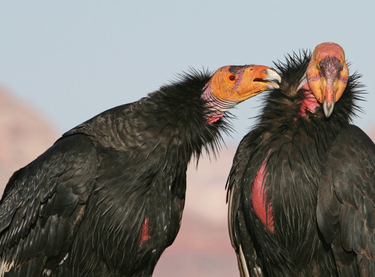 Turkey vultures, you see, don't have a big chompy beak, or strong taloned feet. They're just plain folks, y'know?King Vultures and Condors, however, do!(Don't worry, we'll talk about these absolute units later)So they follow the Buzzards, and open the carcass for them!