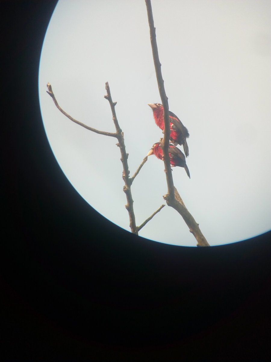 BirdingTo tweet picture