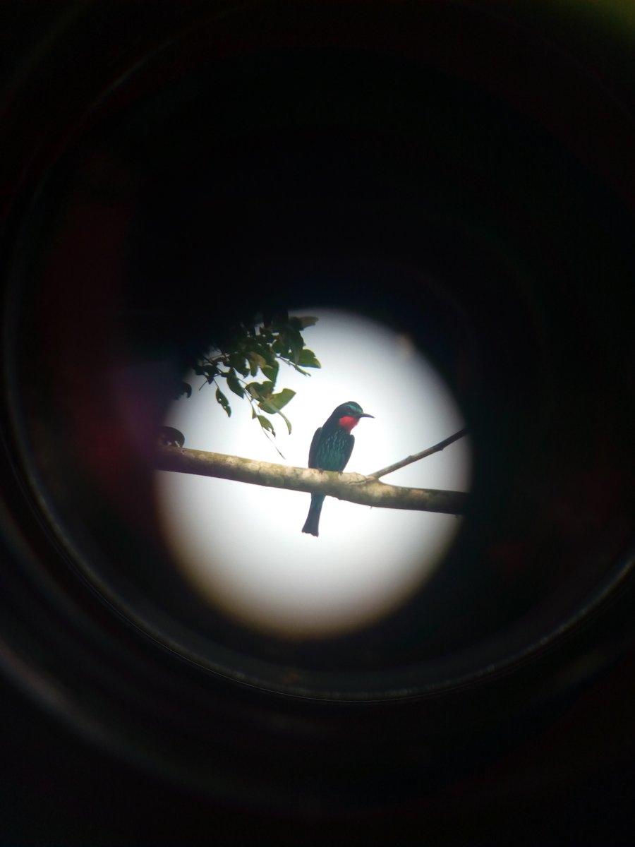 BirdingTo tweet picture