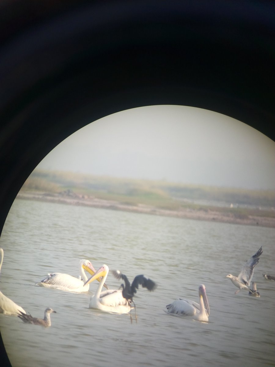 BirdingTo tweet picture