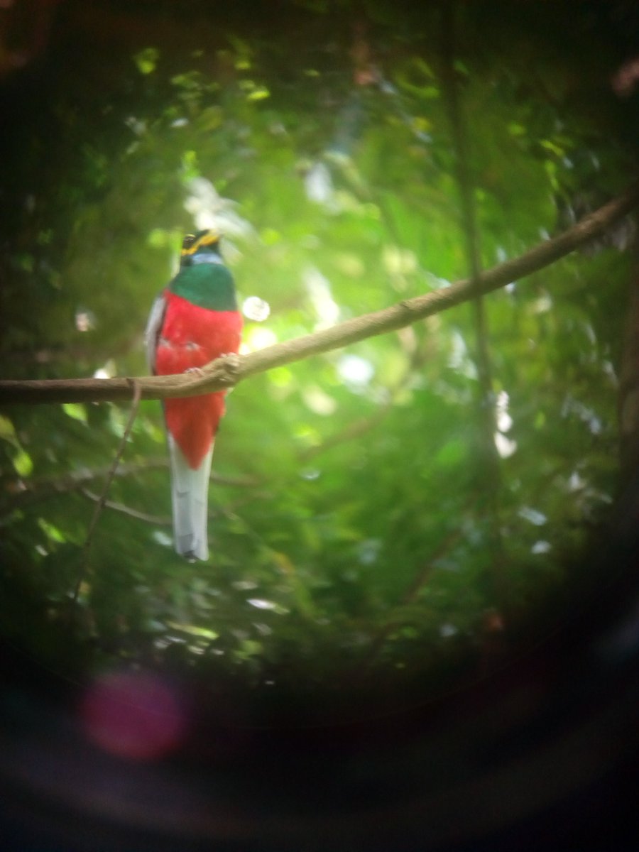 BirdingTo tweet picture