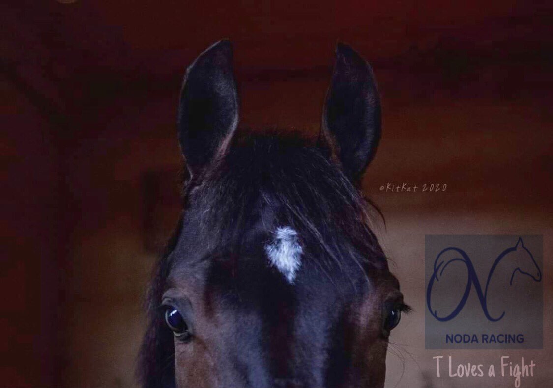 nodaracing's tweet photo. Our superstar 🌟 #TLovesaFight good chance today in the 8th race, with our fav number #5 #thebestisyettocome #letsgobaby #nyra #thebiga https://t.co/gRJipPJz7R