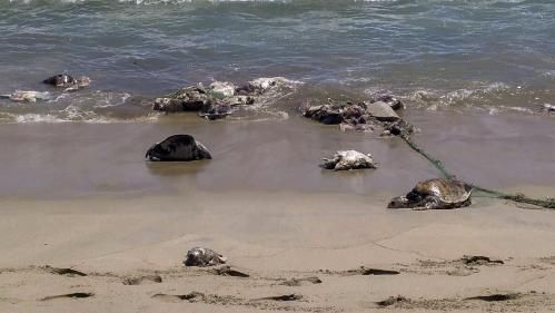 PoissonPetMag's tweet photo. Poisson>Actu - 292 tortues, victimes d'une marée rouge, retrou => https://t.co/JPFj0oCWiG #poissons https://t.co/9jne6Afxxn