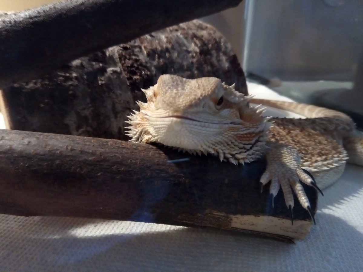 So cool!!! We just hit our first 100 followers! Thank you for supporting us, and we hope to see some of you at our upcoming shows... Z's in W Haven tonight at 9:00! (Ash, our band mascot is entirely grateful as well) #ctmusic #supportlocalbands staggeredleeband.com