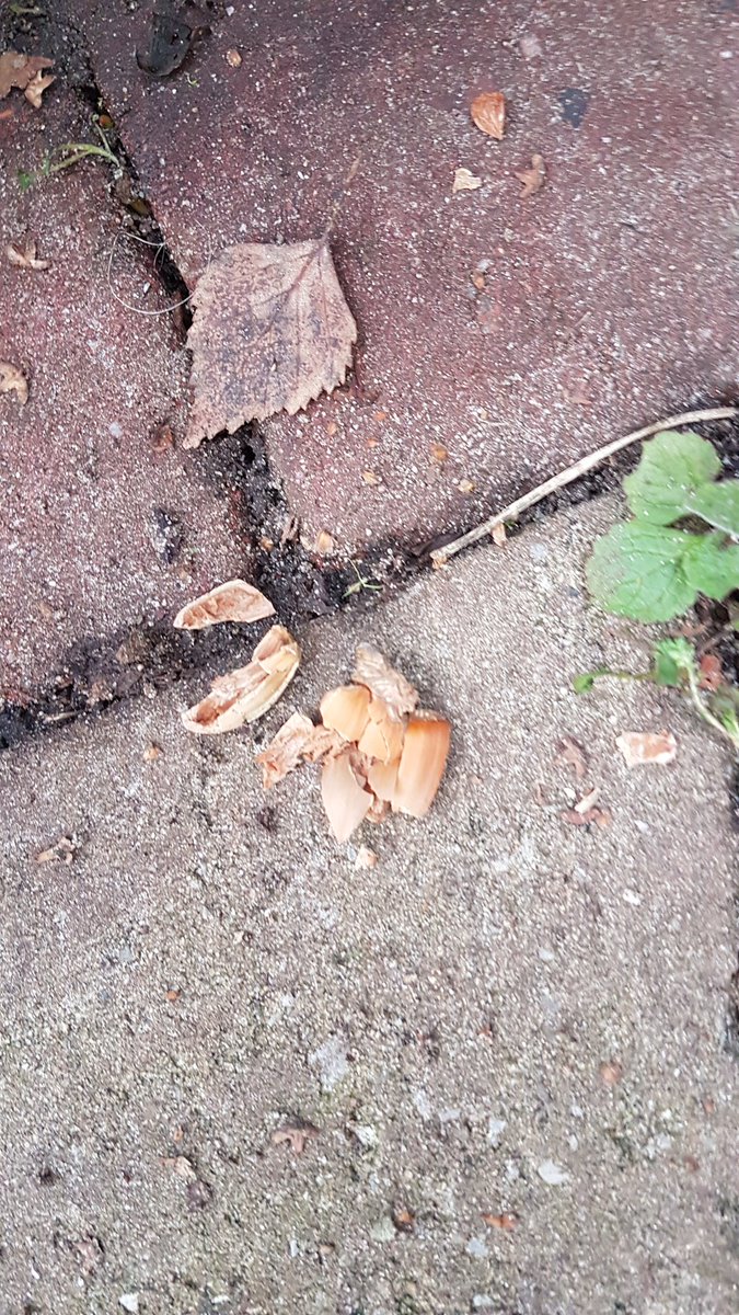 Sinds vorig jaar hebben we regelmatig een eekhoorntje in onze tuin. In de kronkelhazelaar is hij dan op zoek naar hazelnoten. Deze week wat losse hazelnoten in de tuin gelegd. Vandaag kwam hij 4 van de 5 ophalen en "verstoppen" in de tuin. De 5e bleek leeg te zijn. Slim beestje!