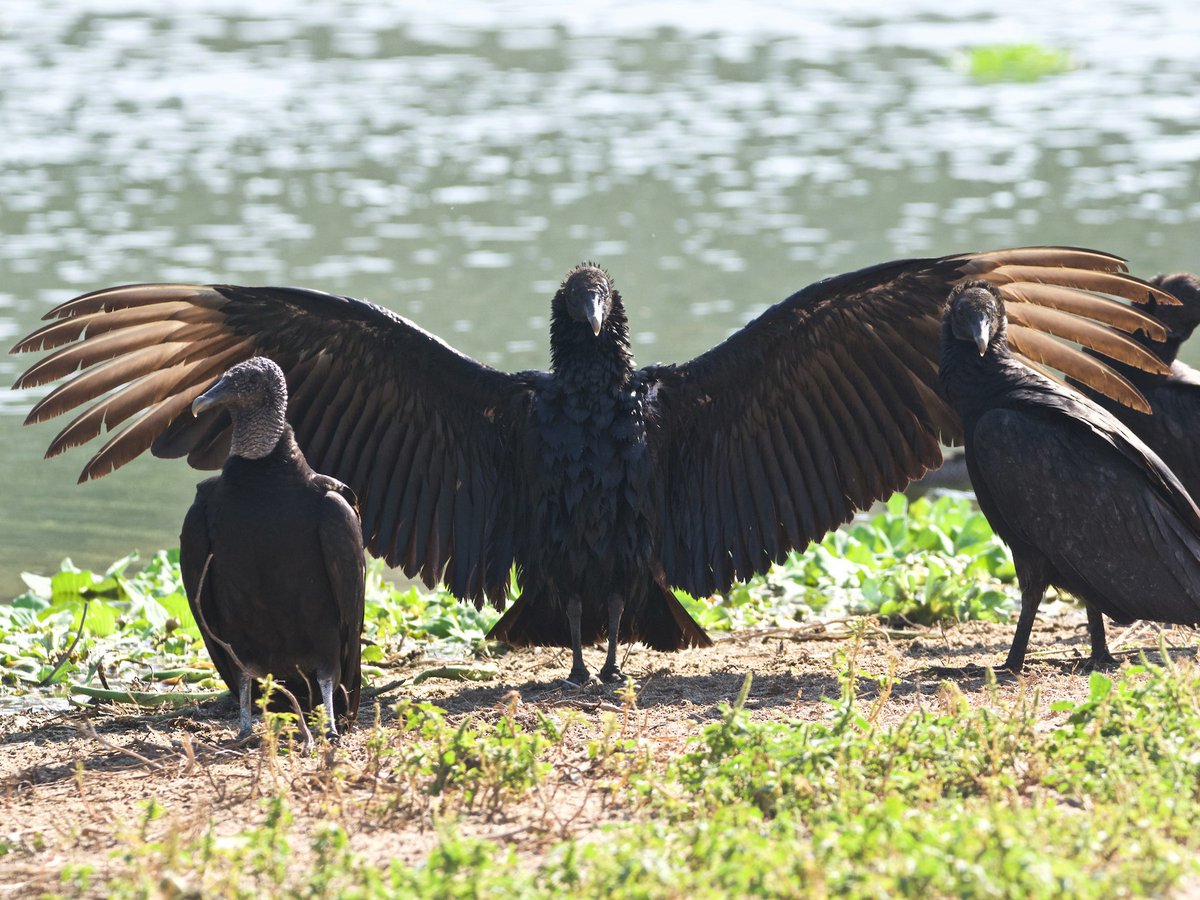 They... uh...Well, to be fair, they DO hang out with Black Vultures, which are bigger, and meaner.And... are known to carry off young cattle.BUT THAT'S NOT THE TURKEY VULTURE'S FAULT THEY JUST HANG OUT WITH A BAD CROWD AND EAT THE LEFTOVERS.
