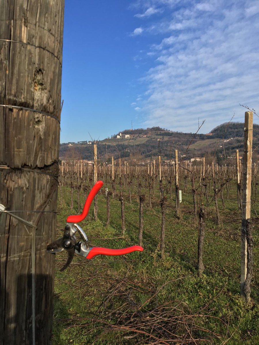 CCormons's tweet photo. Poi arriva l'inverno e con esso il freddo. Le foglie sono ormai cadute e la vigna riposa. E' proprio in questo periodo che si sviluppano le gemme per la prossima vendemmia. Nella campagna addormentata il vignaiolo non si ferma, è il momento della saggia potatura. https://t.co/sx9RVB3PWM