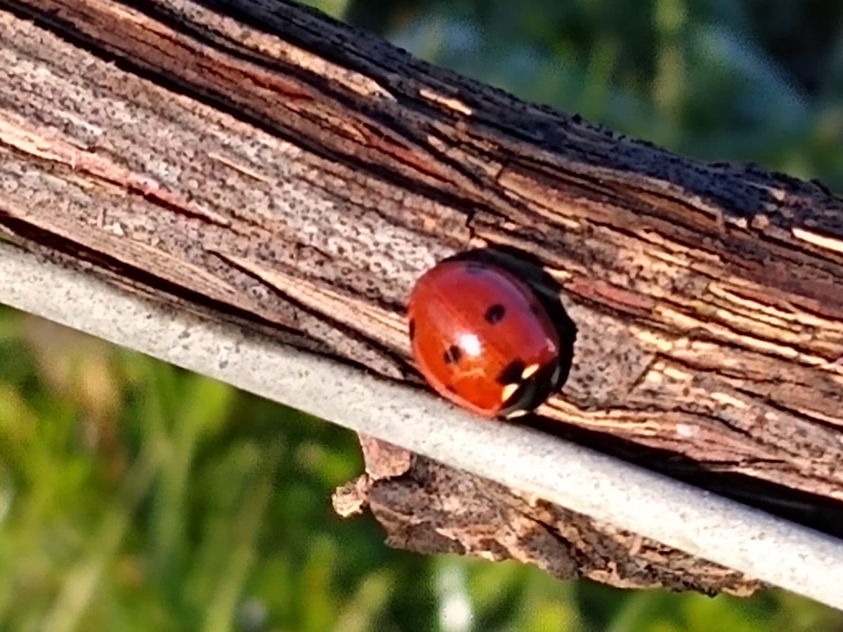 CCormons's tweet photo. Poi arriva l'inverno e con esso il freddo. Le foglie sono ormai cadute e la vigna riposa. E' proprio in questo periodo che si sviluppano le gemme per la prossima vendemmia. Nella campagna addormentata il vignaiolo non si ferma, è il momento della saggia potatura. https://t.co/sx9RVB3PWM