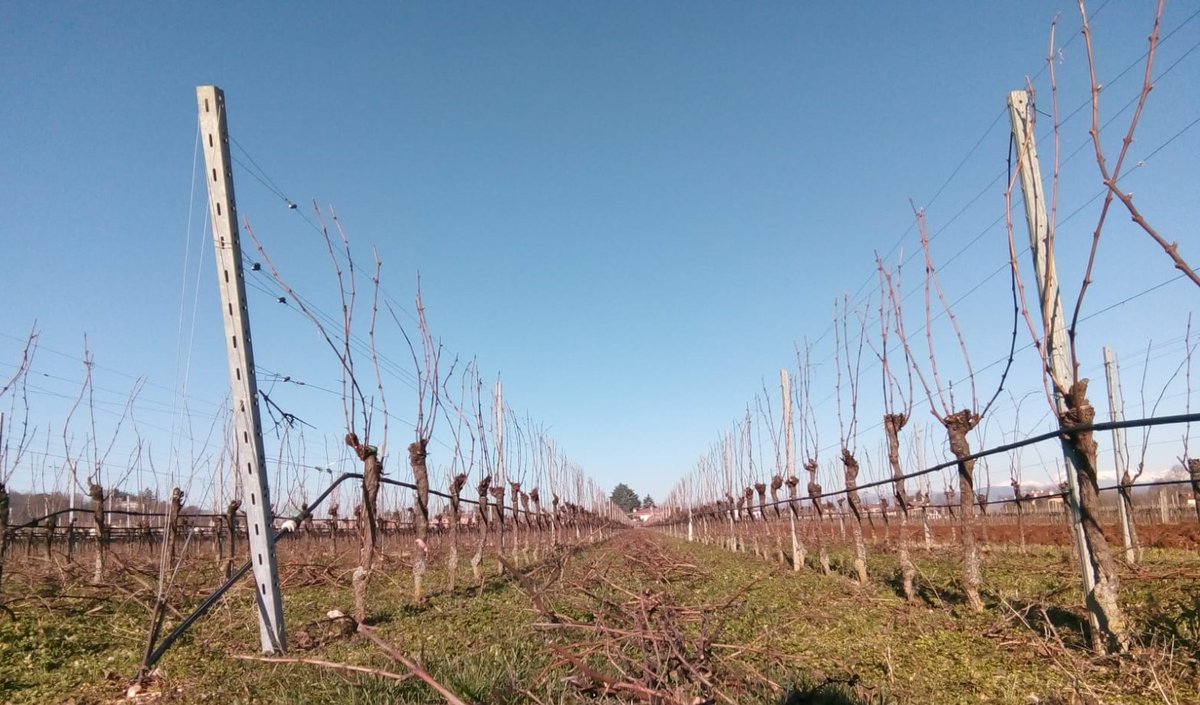 CCormons's tweet photo. Poi arriva l'inverno e con esso il freddo. Le foglie sono ormai cadute e la vigna riposa. E' proprio in questo periodo che si sviluppano le gemme per la prossima vendemmia. Nella campagna addormentata il vignaiolo non si ferma, è il momento della saggia potatura. https://t.co/sx9RVB3PWM