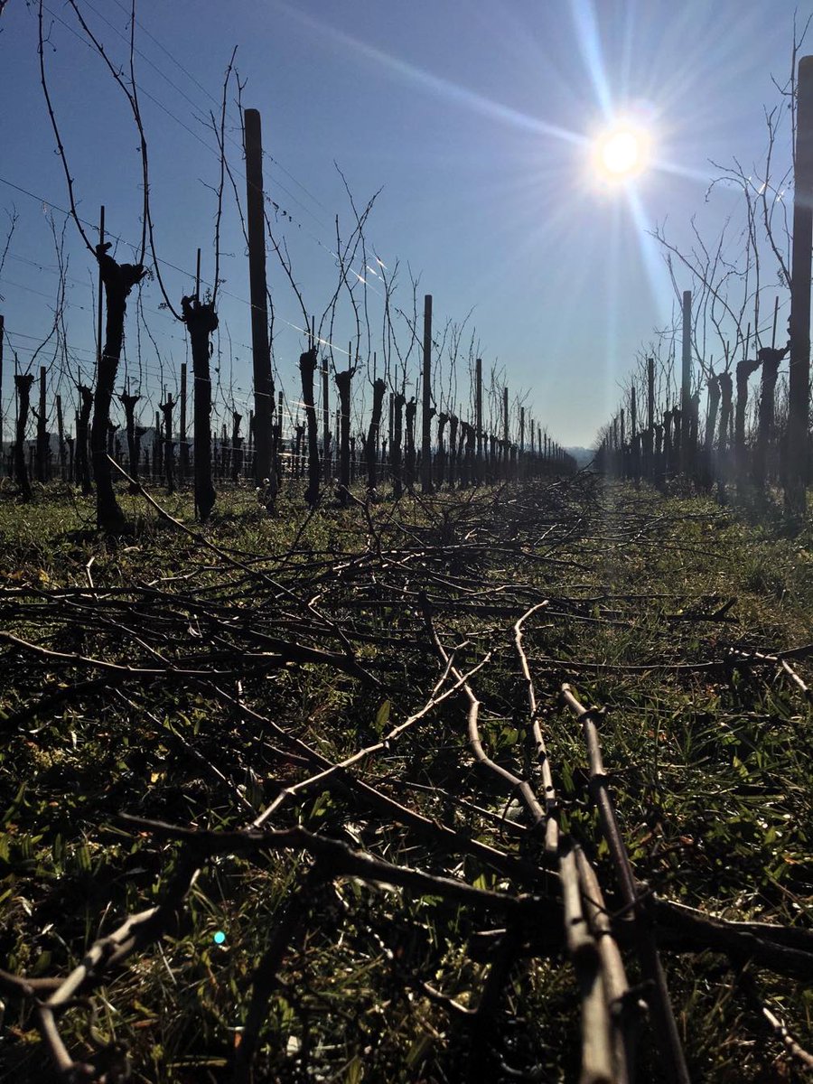 CCormons's tweet photo. Poi arriva l'inverno e con esso il freddo. Le foglie sono ormai cadute e la vigna riposa. E' proprio in questo periodo che si sviluppano le gemme per la prossima vendemmia. Nella campagna addormentata il vignaiolo non si ferma, è il momento della saggia potatura. https://t.co/sx9RVB3PWM