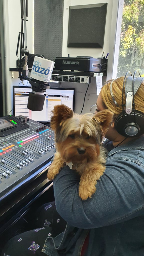 CarolMonroe's tweet photo. Pixelin en cabina, visitando a @evelynrfigueroa 🐶 https://t.co/2O71c2cBsK