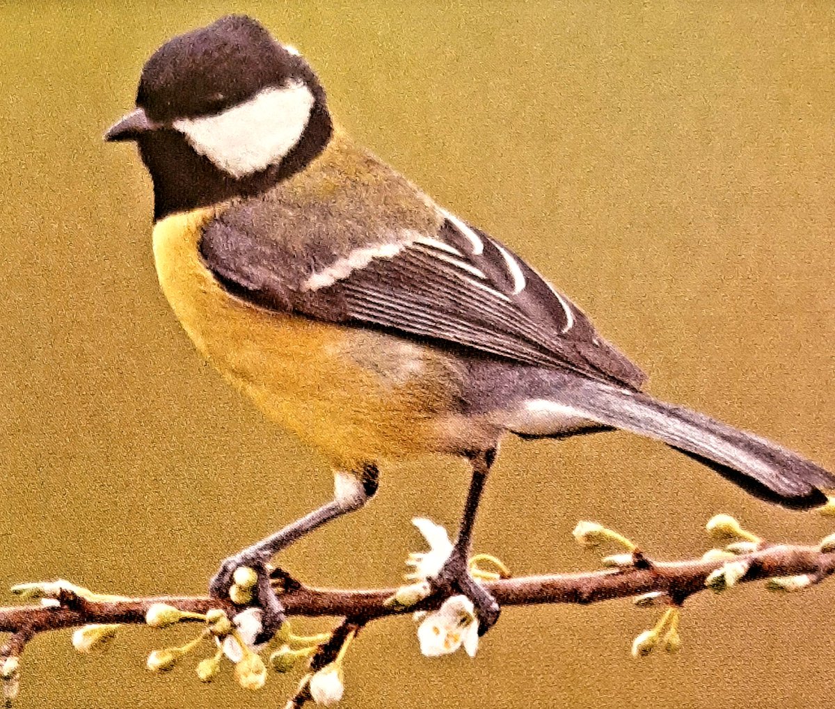 Od vyhlídky u podolského profilu hlásíme s <a href="/TomUhnak/">Tom Uhnak</a> pět sýkor koňader. #PtaciHodinka <a href="/birdlifecz/">Česká společnost ornitologická went to bsky</a>