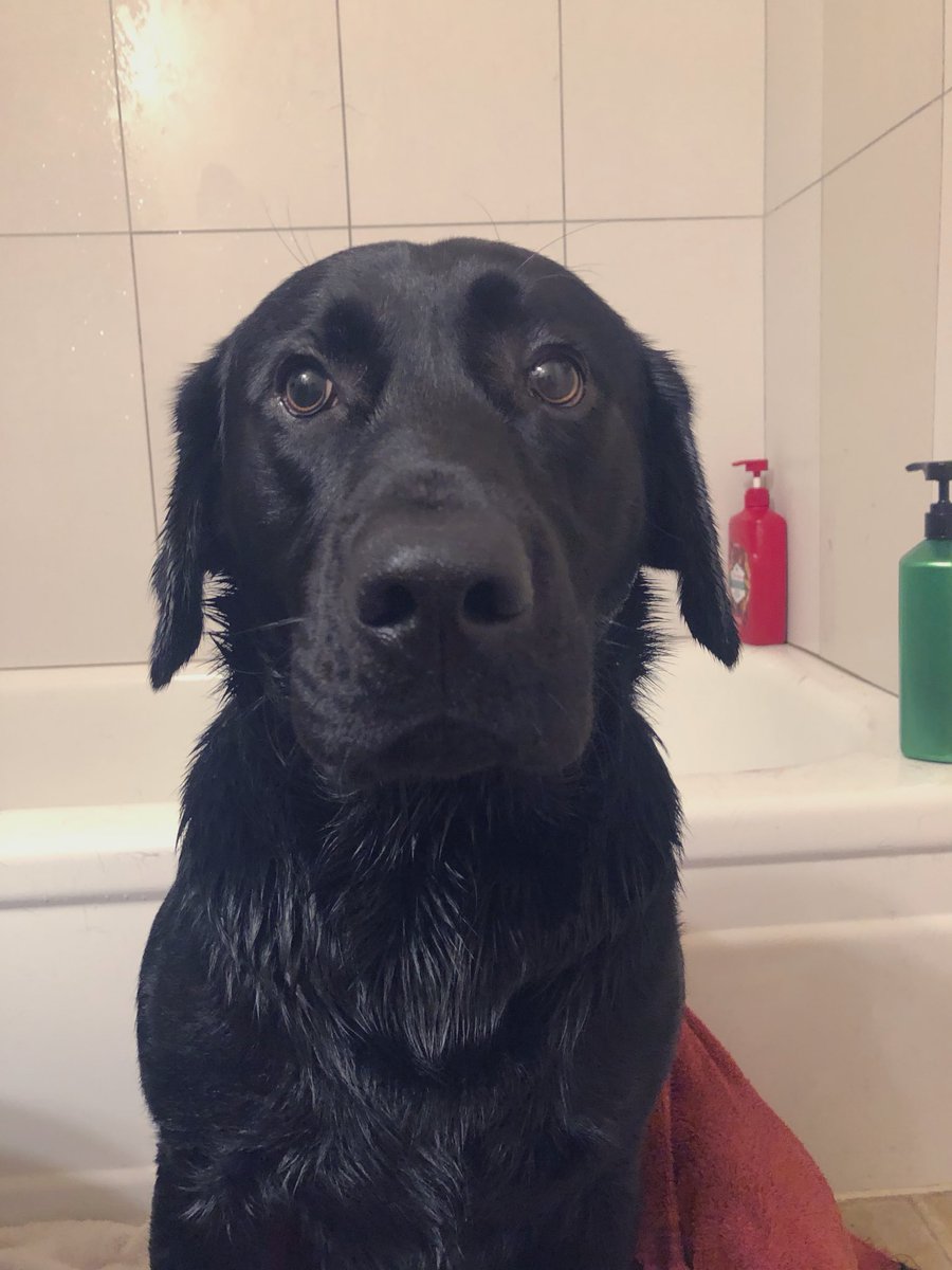 TheLifeofChief1's tweet photo. It was bath day after playing outside 🐾in the mud with dad!!! (@brayton_36 ) https://t.co/5wPjyaZvvt