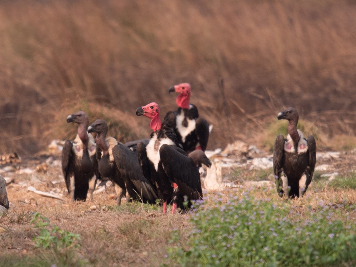 Diclofenac, carprofen, flunixin, ibuprofen and phenylbutazone are all toxic to them. Luckily, we've got one vulture-safe NSAID (Meloxicam) which is being pushed for livestock in the region.They're gorgeous birds, doing good. They deserve to be able to eat. Fuck, can they live?