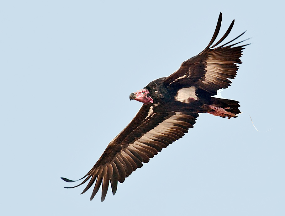 Diclofenac, carprofen, flunixin, ibuprofen and phenylbutazone are all toxic to them. Luckily, we've got one vulture-safe NSAID (Meloxicam) which is being pushed for livestock in the region.They're gorgeous birds, doing good. They deserve to be able to eat. Fuck, can they live?