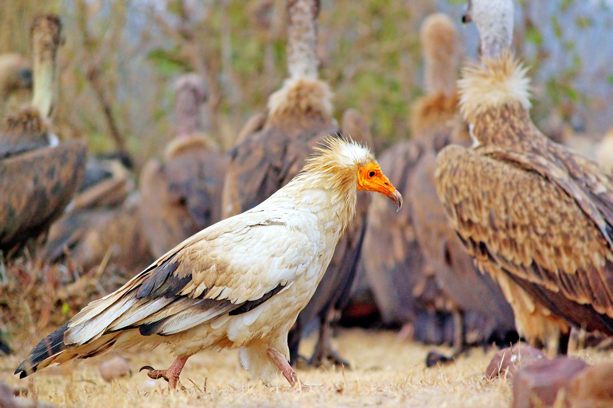 ANYWAY. Bearded Vultures are in the family Gypaetinae, which makes them not *true* vultures, because that's a distinction that matters apparently.Taxonomy can suck it. Here's the Egyptian vulture, which is a very good lad doing his best.