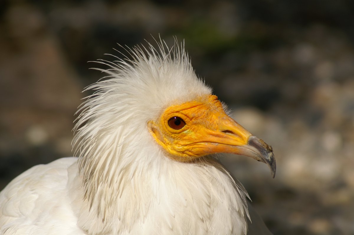 Anyway, that's the Yellow-Faced Vulture, and...What?It's not?There's a different Vulture, with a more distinctive feature than the Egyptian vulture's BRIGHT GODDAMN YELLOW face? It gets the name instead of this?Well what does it look like?