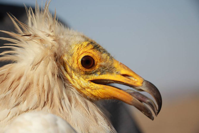 Like their larger cousins, they dye their feathers too!... mostly by shoving their faces in mud.Look, as someone who has tried a fashion that I COULD NOT PULL OFF, I really have to sympathize with the little dears. They try so hard.