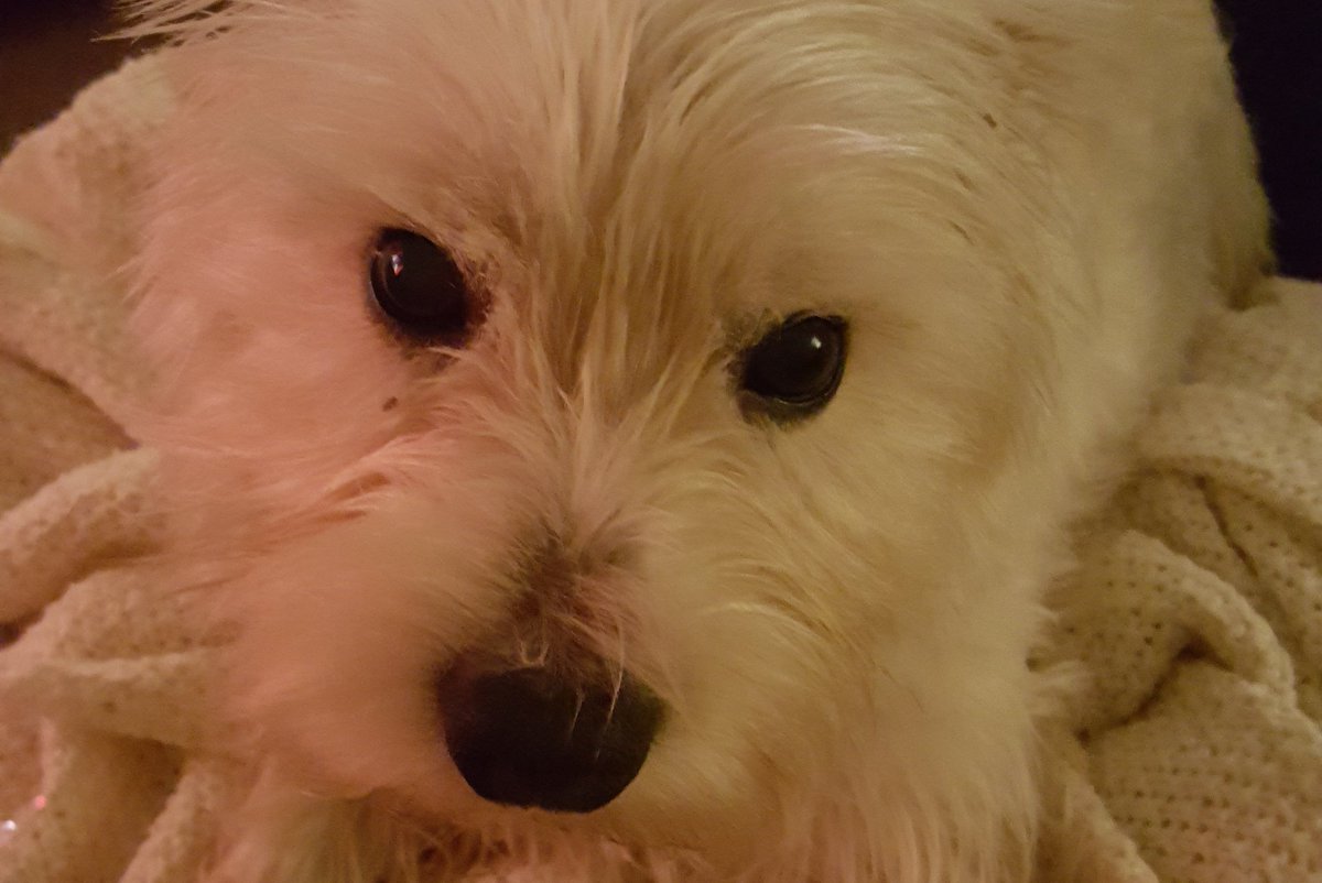 snoopysue71's tweet photo. Back from a wet bedtime walk 🙄
Fun, fun, fun 💚🐶
#Ready4Freddie ❤
#Ready4Bed Fred 😊 https://t.co/FbWIzrXfRK