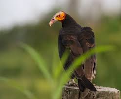 Anyway, just so we're not all doom and gloom - Yellow-headed Vultures (greater and lesser) are doing fine. They fill much the same niche as Turkey Vultures.And I will grudgingly admit that they've got a cool victorian older-woman-in-high-necked-black-coat thing going on.