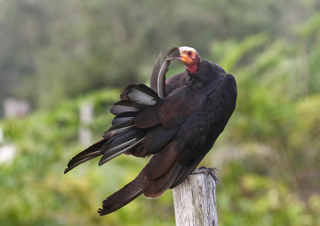 Anyway, just so we're not all doom and gloom - Yellow-headed Vultures (greater and lesser) are doing fine. They fill much the same niche as Turkey Vultures.And I will grudgingly admit that they've got a cool victorian older-woman-in-high-necked-black-coat thing going on.
