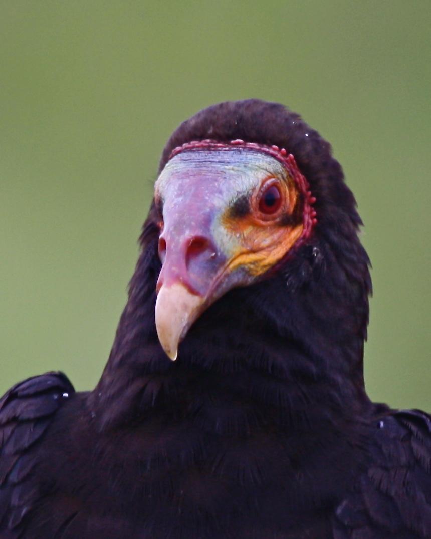 OKAY YOU'VE WON ME OVER LOOK AT YOUR FACE.Yellow-Headed Vultures (Turkey Vultures, Condors, etc) are New World Vultures. Not terribly closely related to Old World Vultures, no matter how similar they look.Convergent evolution! They do the same job, so they use the same tools.