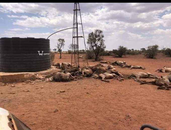 Keşke o develere o katliamı reva gören insanlara yapılsaydı 
Bu kadar üzülmezdim
#devekatliamı