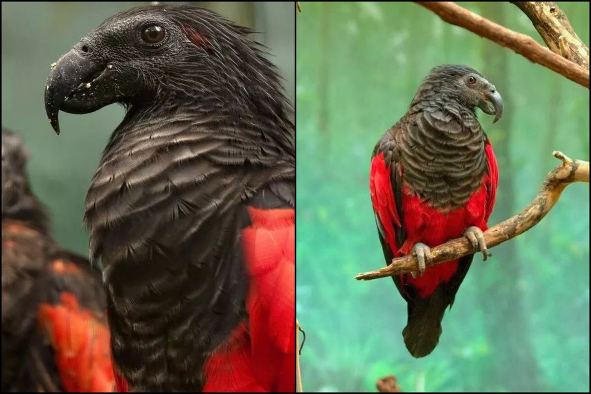 Similar adaptations can be found here - in the Vulturine Parrot, which I'm including as an honorary Vulture in this thread.They don't eat carcasses - but they stick their heads inside figs to eat them!They're the kind of bitchin' Parrot that  @StrahdVonZ would have!