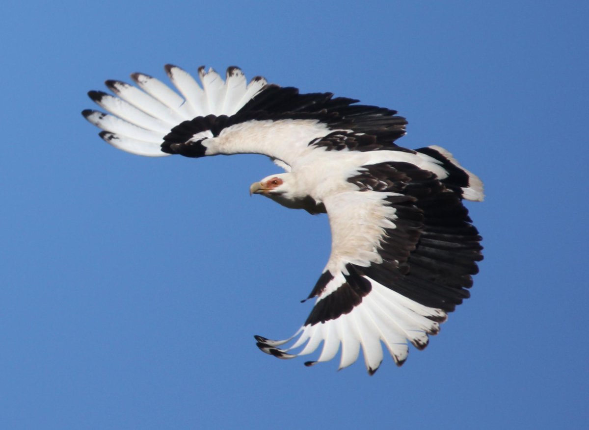 "They're not a vulture! They don't eat carcasses! They eat shit that grows on trees!"BITCH TELL THAT TO THE PALM NUT VULTURE, WHICH AS THE NAME IMPLIES EATS GODDAMN PALM NUTS.TURNS OUT NOTHING IN NATURE IS SIMPLE OR EASY OR HAS CLEAN LINES DIVIDING IT.