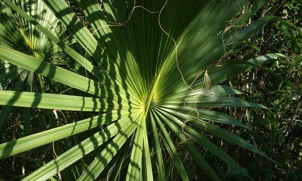 ahtahthiki1's tweet photo. Sabal Palm fronds fan out along our #beautifulboardwalk. The fans are used to make #chickees, or traditional Seminole homes. https://t.co/MVScrQLvfJ