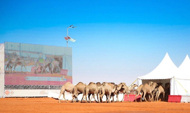 sabqorg's tweet photo. "حجاج الشيباني" يخطف الأول في "مسابقة الطبع".
#مهرجان_الملك_عبدالعزيز_للإبل_4

https://t.co/GD4IWkBhi2 https://t.co/LD5RuZFscX