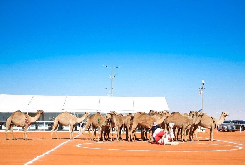 sabqorg's tweet photo. "حجاج الشيباني" يخطف الأول في "مسابقة الطبع".
#مهرجان_الملك_عبدالعزيز_للإبل_4

https://t.co/GD4IWkBhi2 https://t.co/LD5RuZFscX