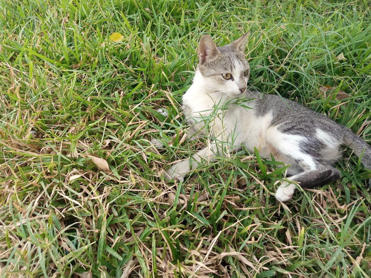 davidansae's tweet photo. 📸 @TECNOMobileNG #CamonXpro
Stylized vs Original
Which do you prefer and why?
This a Brazilian Shorthair Cat. It is the first cat breed from Brazil to receive international recognition.
The 1st image was Stylized by @Google #assistant
https://t.co/JVM5BhEkbq
#CatsOfTwitter https://t.co/waQqFqSvXW